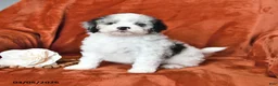 Mini Aussiedoodle dogs for sale: Spencer - Ad 1