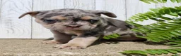 French Bulldog dogs for sale: April - Ad 4
