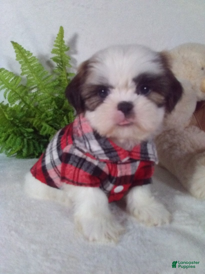 Shih Tzu dogs Cody - Ad 37