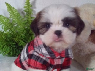 Shih Tzu dogs Cody - Ad 31