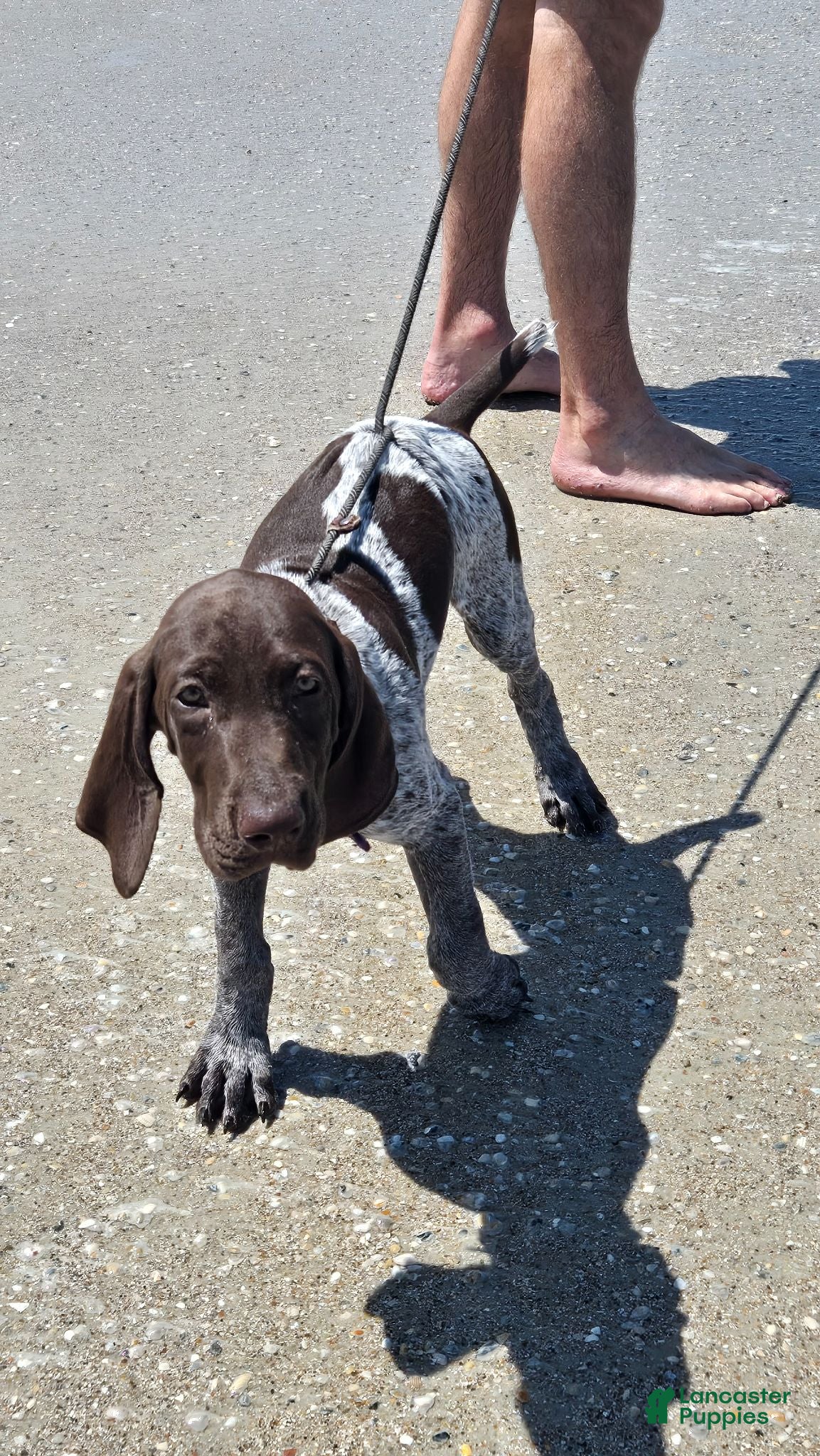 German Shorthaired Pointer dogs German Shorthaired Pointer 2 - Ad 6