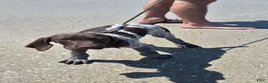German Shorthaired Pointer 2