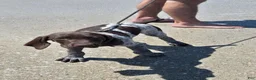 German Shorthaired Pointer dogs for sale: German Shorthaired Pointer 2 - Ad 1