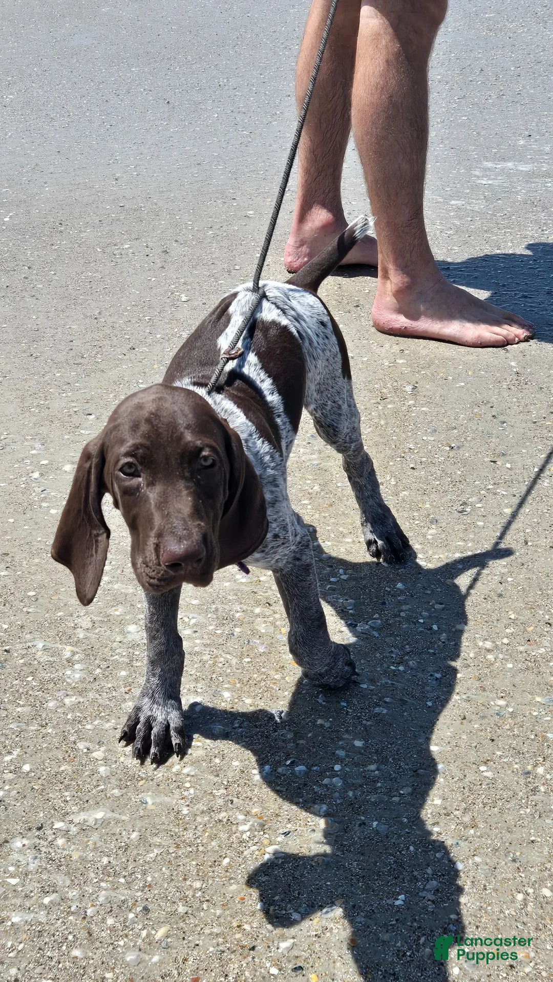 German Shorthaired Pointer dogs for sale: German Shorthaired Pointer 2 - Ad 1