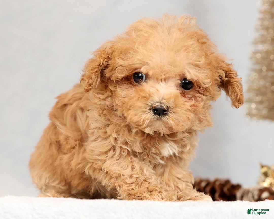 Havapoo dogs for sale: Uno - Ad 6