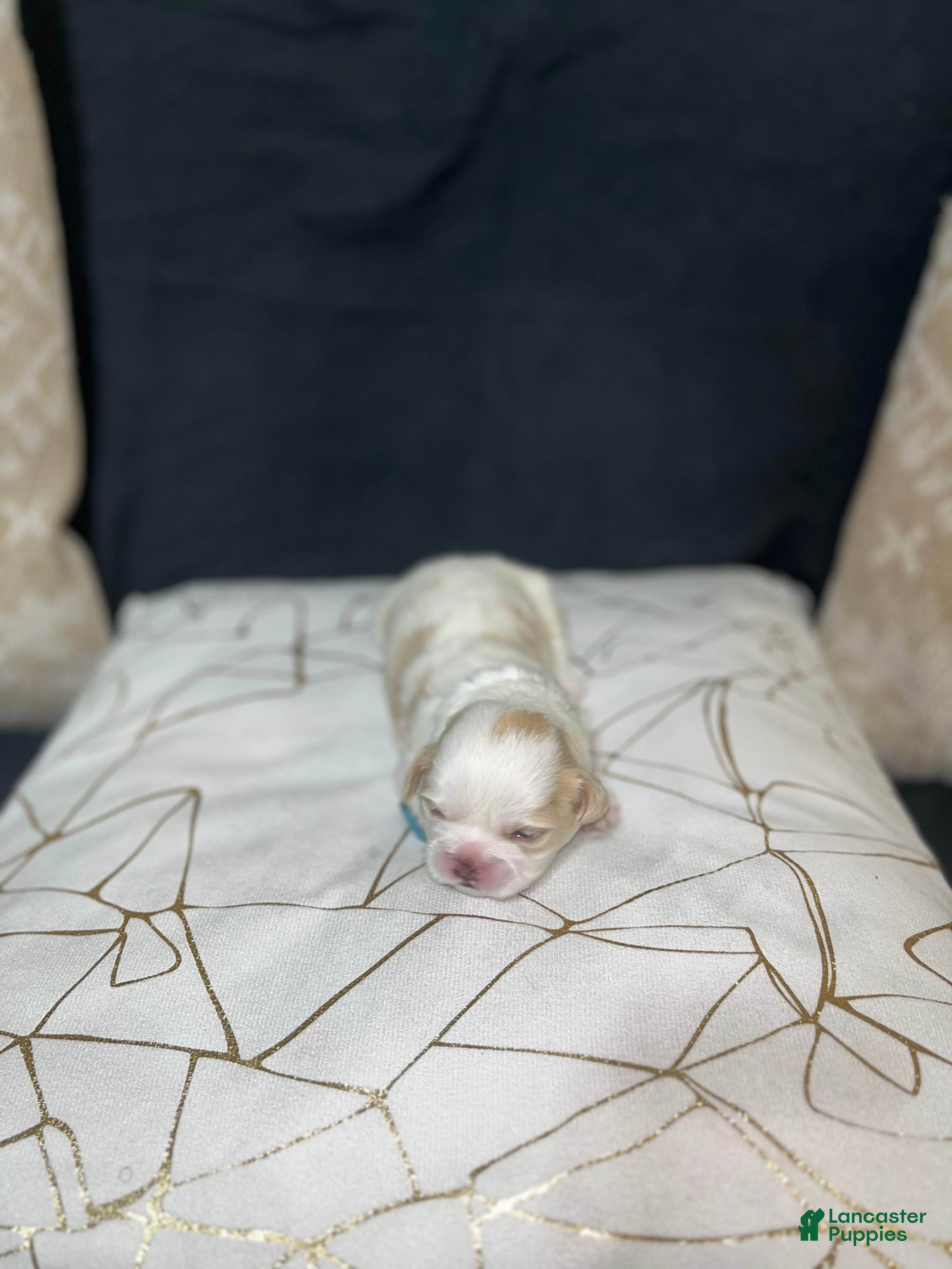 Shih Tzu dogs Atum - Ad 32