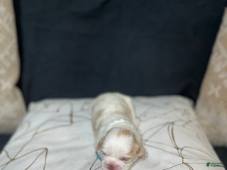 Shih Tzu dogs Atum - Ad 25