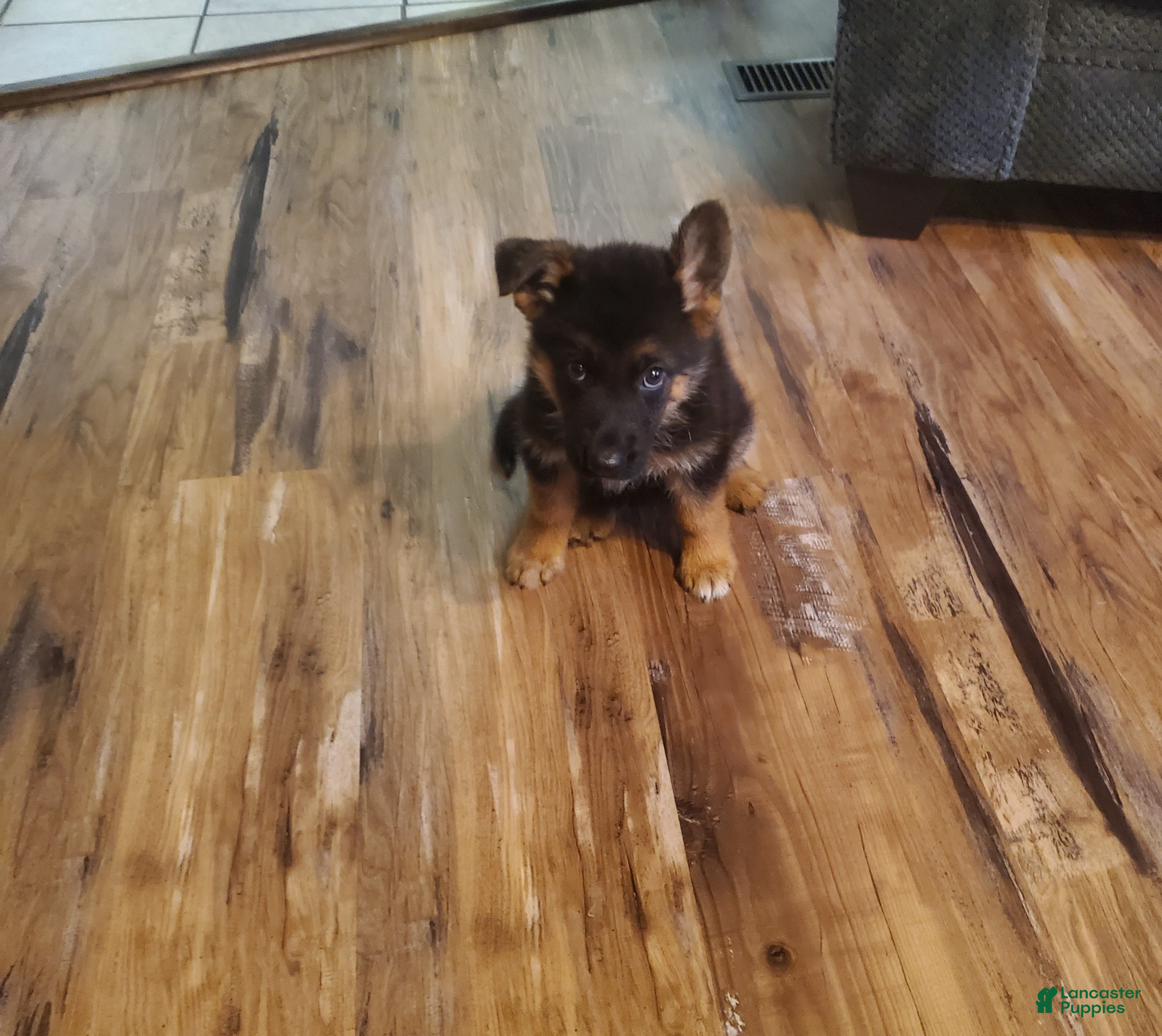 German Shepherd dogs Violet Male - Ad 2