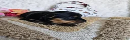 Mixed Breed dogs for sale: TCup Tina - Ad 1