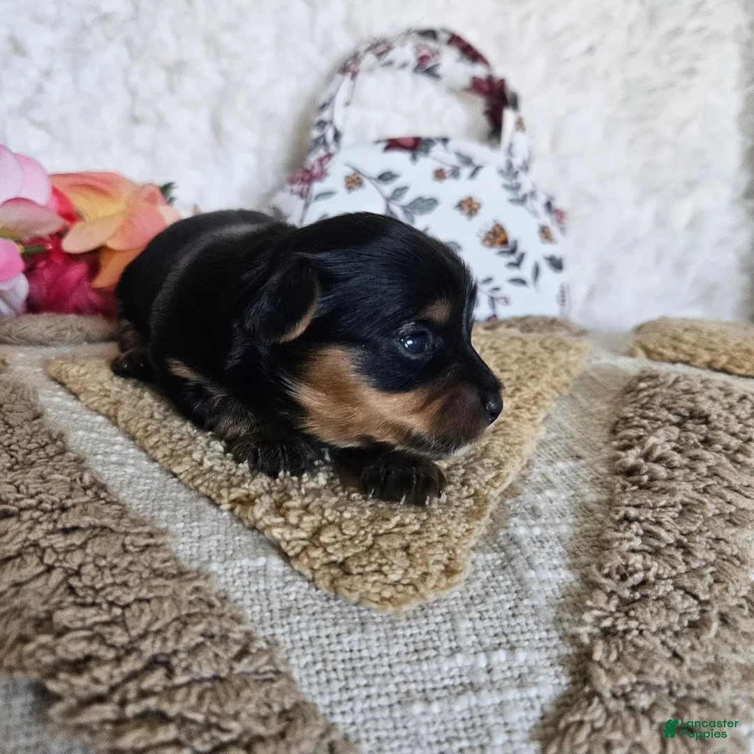 Mixed Breed dogs for sale: TCup Tina - Ad 1