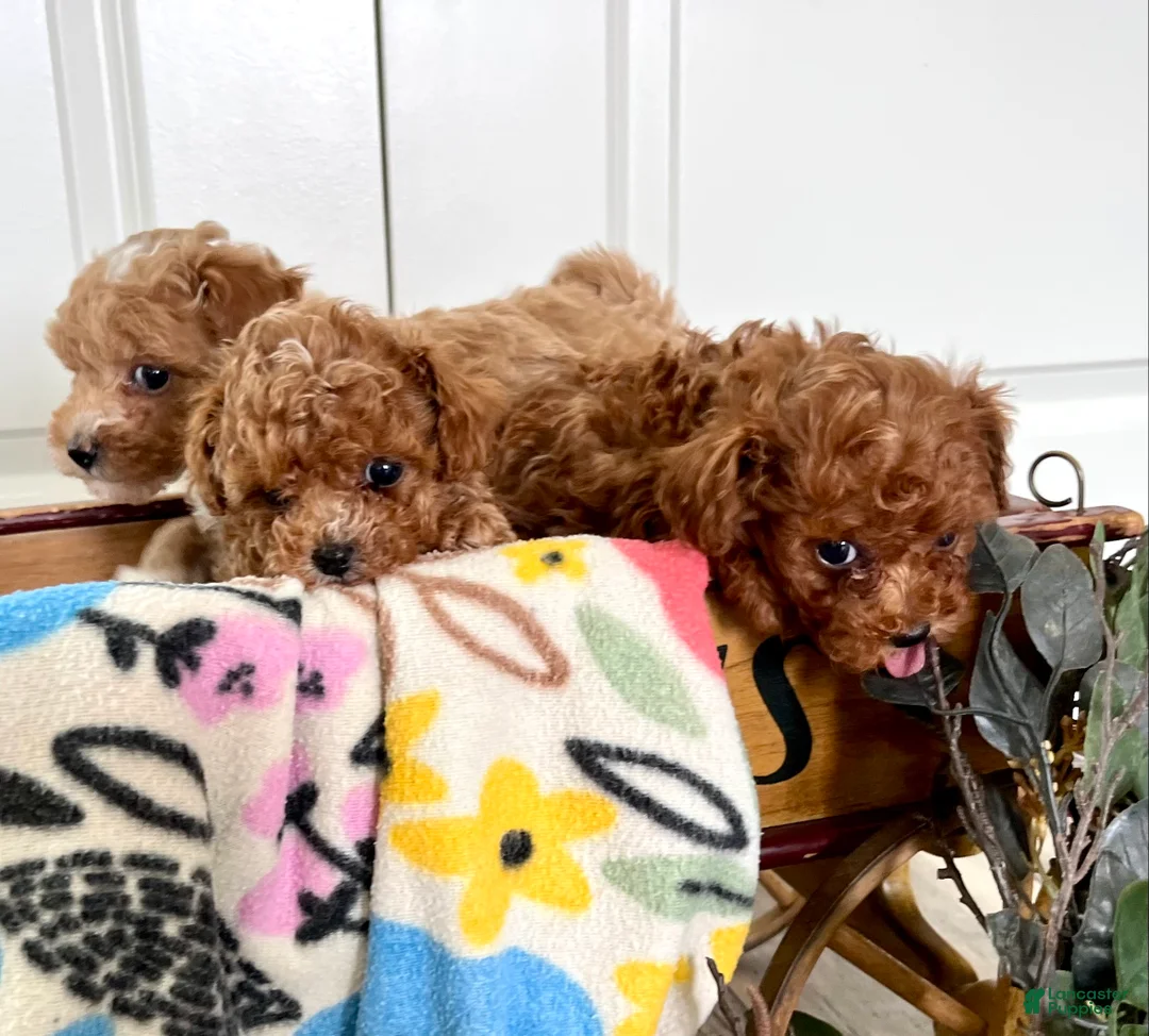 Toy Poodle dogs for sale: Baby giggles ❤️ 4 pound mom and dad ❤️ crate/potty trained ❤️ 717-344-8460  - Ad 4