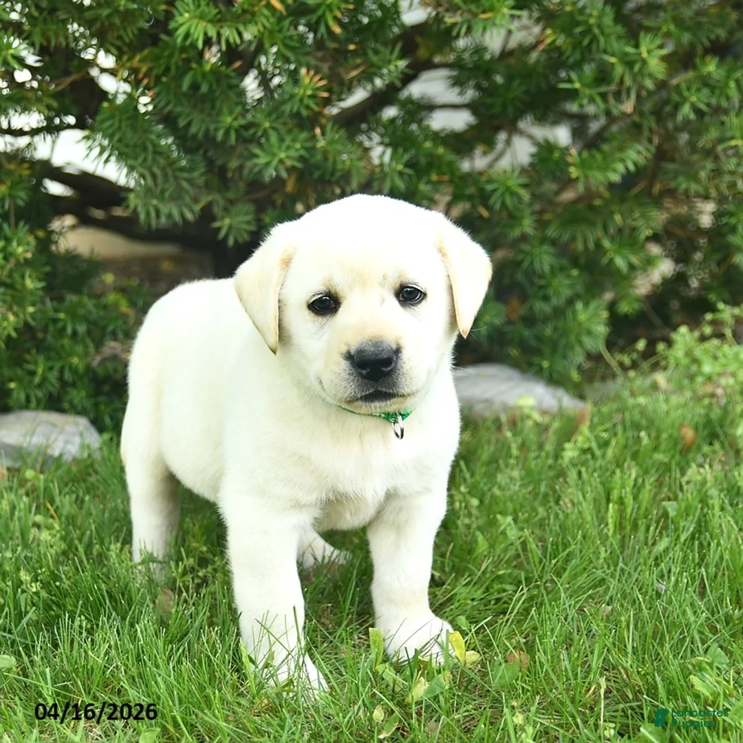 Labrador Retriever dogs for sale: Bart  - Ad 2