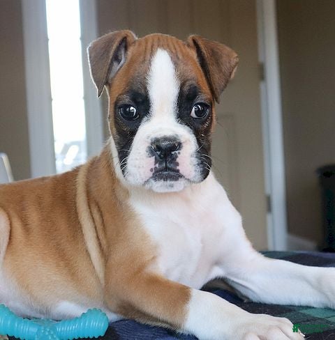 Boxer dogs Juno- Champ lines - Ad 2