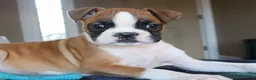 Boxer dogs for sale: Juno- Champ lines - Ad 2