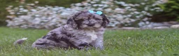 Newfypoo dogs for sale: Amber - Ad 2