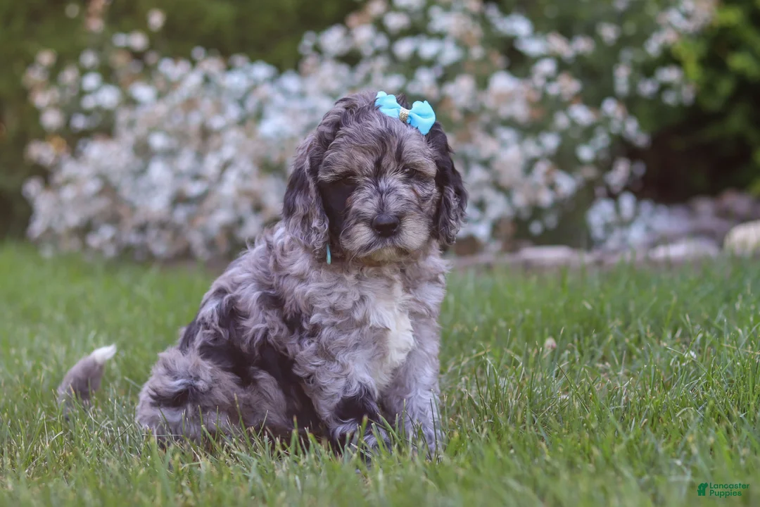 Newfypoo dogs for sale: Amber - Ad 2