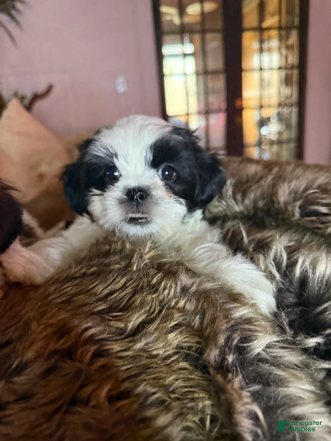 Shih Tzu dogs for sale: Shih Tzu Puppy 2 - Ad 1