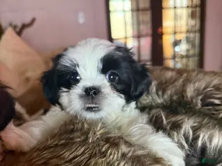 Shih Tzu dogs Shih Tzu Puppy 2 - Ad 5