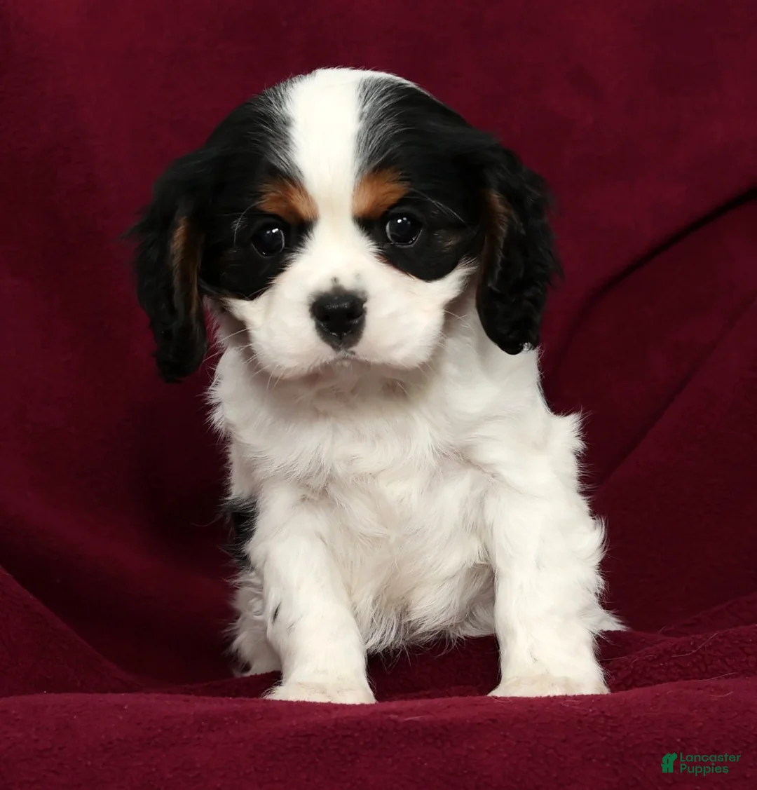 Cavalier King Charles Spaniel dogs for sale: Freddy - Ad 7