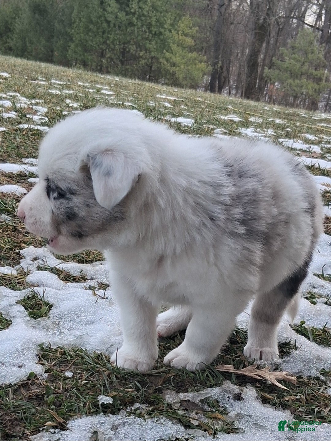 Border Collie dogs for sale: Max - Ad 5