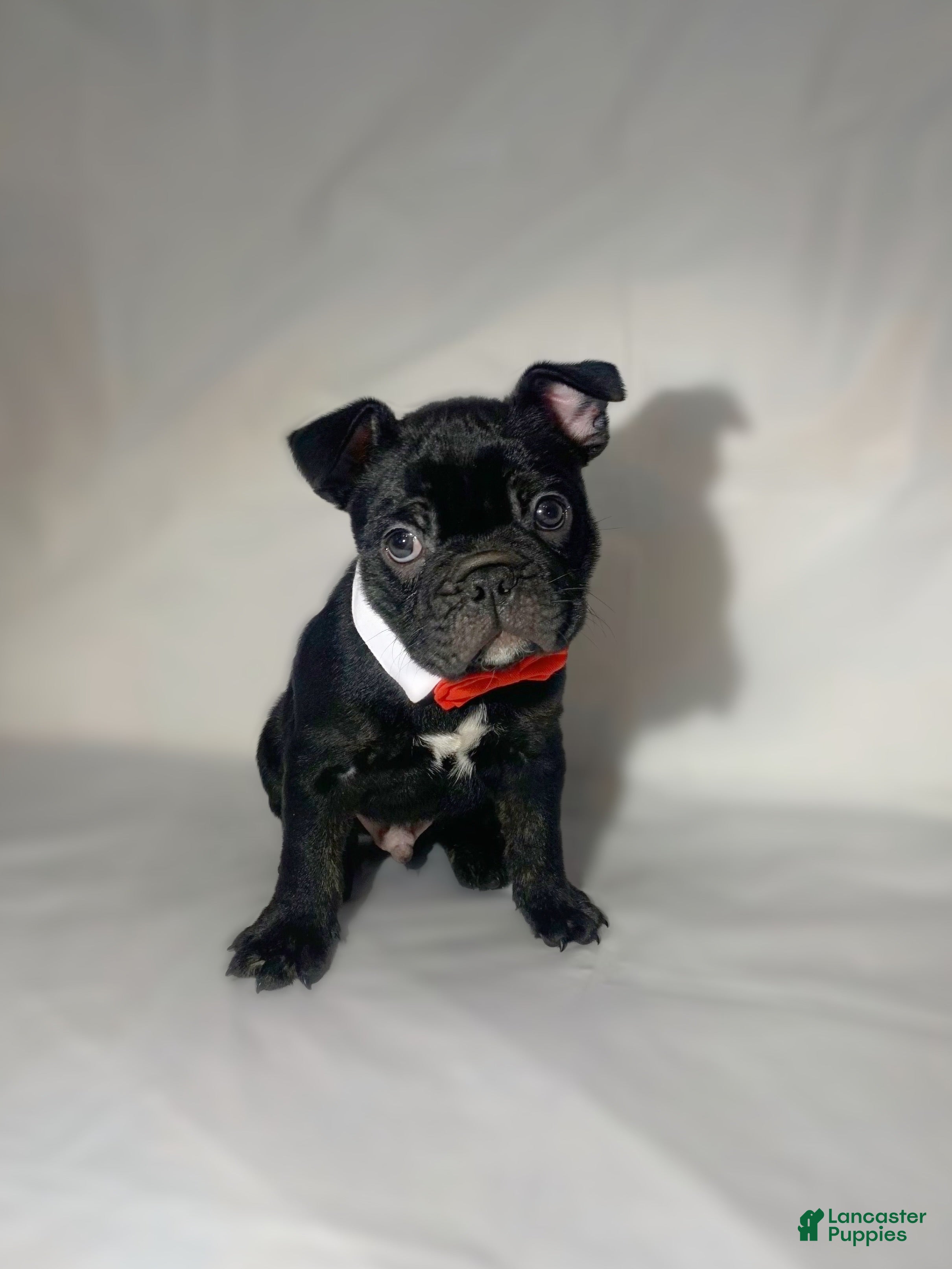 French Bulldog dogs Gohan  - Ad 1