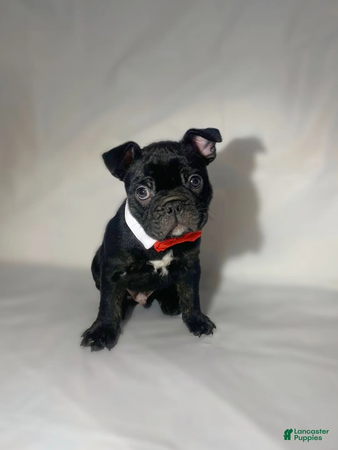 French Bulldog dogs for sale: Gohan  - Ad 1