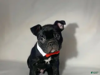 French Bulldog dogs Gohan - Ad 1