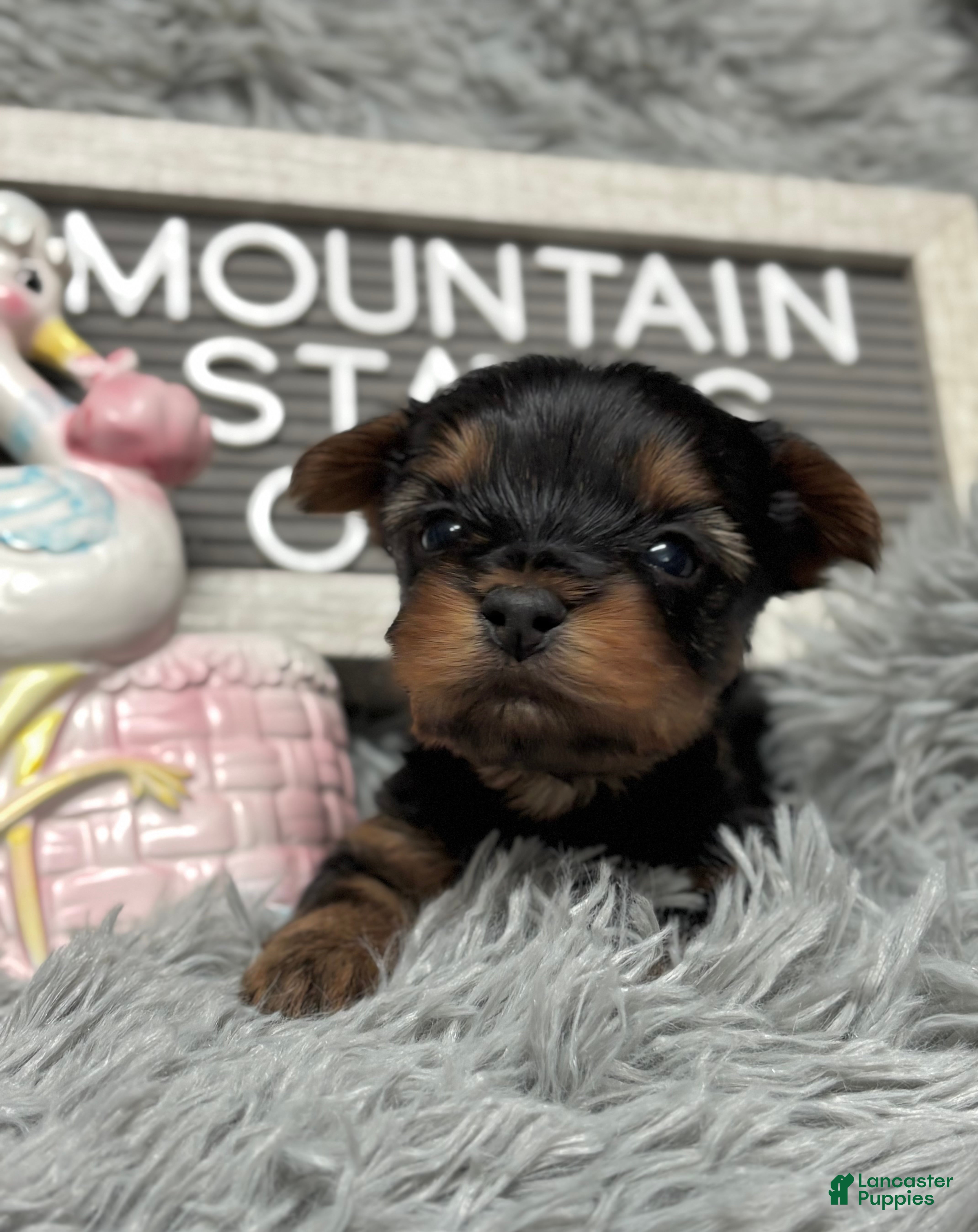 Yorkshire Terrier dogs Yorkshire Terrier Puppy 2 - Ad 31
