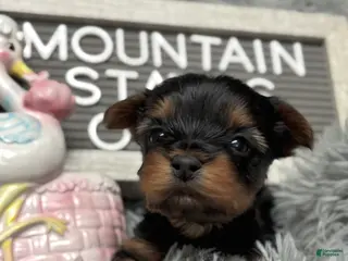 Yorkshire Terrier dogs Yorkshire Terrier Puppy 2 - Ad 31