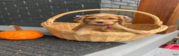 Cocker Spaniel dogs for sale: Boo 🎃🤎 - Ad 7
