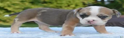 Mixed Breed dogs for sale: Willow mini bulldog hybrid  - Ad 9