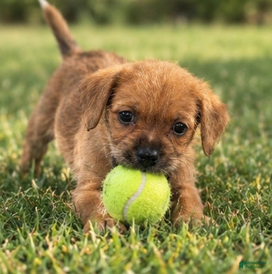 Lilly (Mixed breed, Female) in Cape Coral, FL