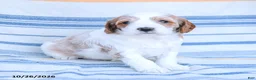 Cavapoo dogs for sale: Max - Ad 1