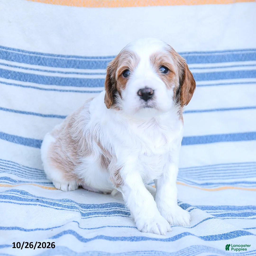 Cavapoo dogs for sale: Max - Ad 1