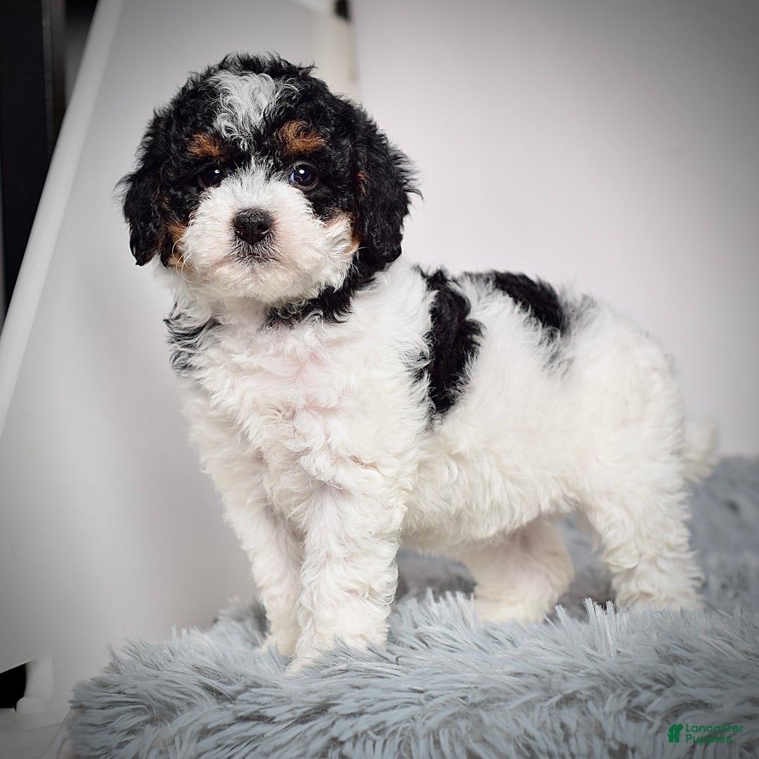 Mini Goldendoodle dogs for sale: Ms. Remy - Ad 6