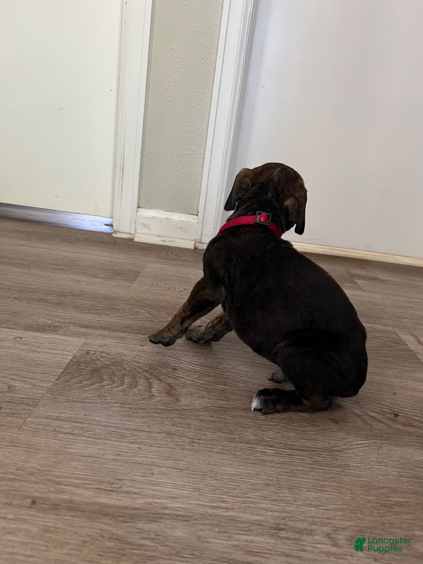 Cane Corso dogs Cane Corso 6 - Ad 1