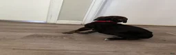 Cane Corso dogs for sale: Cane Corso 6 - Ad 1