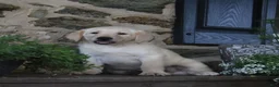 Labrador Retriever dogs for sale: Buster - Ad 1