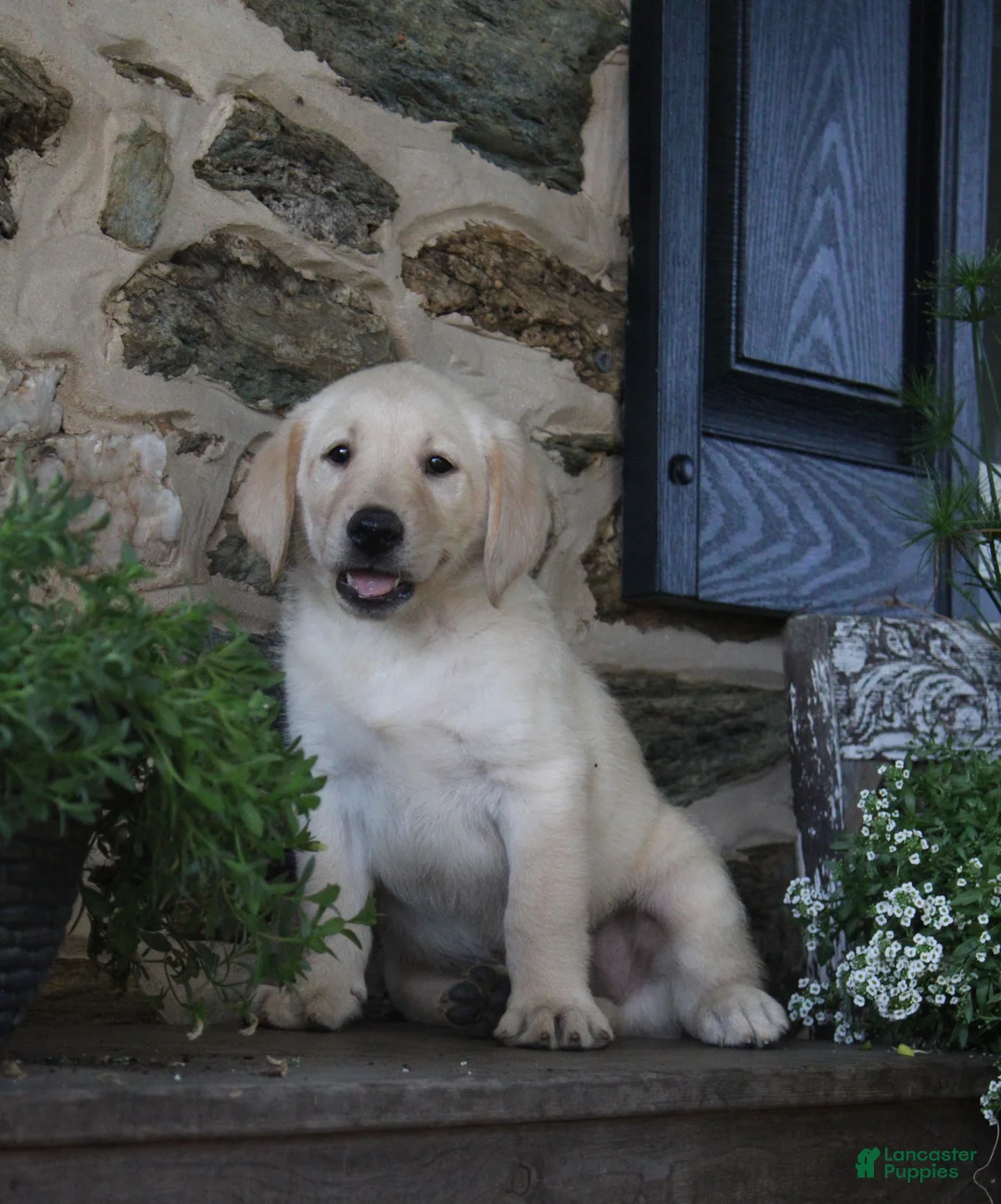 Labrador Retriever dogs for sale: Buster - Ad 1