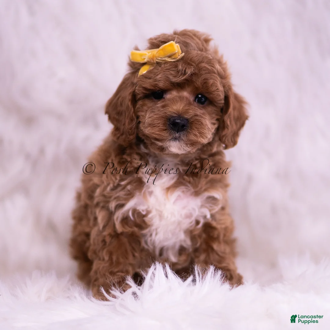 Toy Poodle dogs for sale: Archie - Ad 2