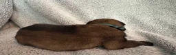 Belgian Malinois dogs for sale: Belgian Malinois 2 - Ad 3