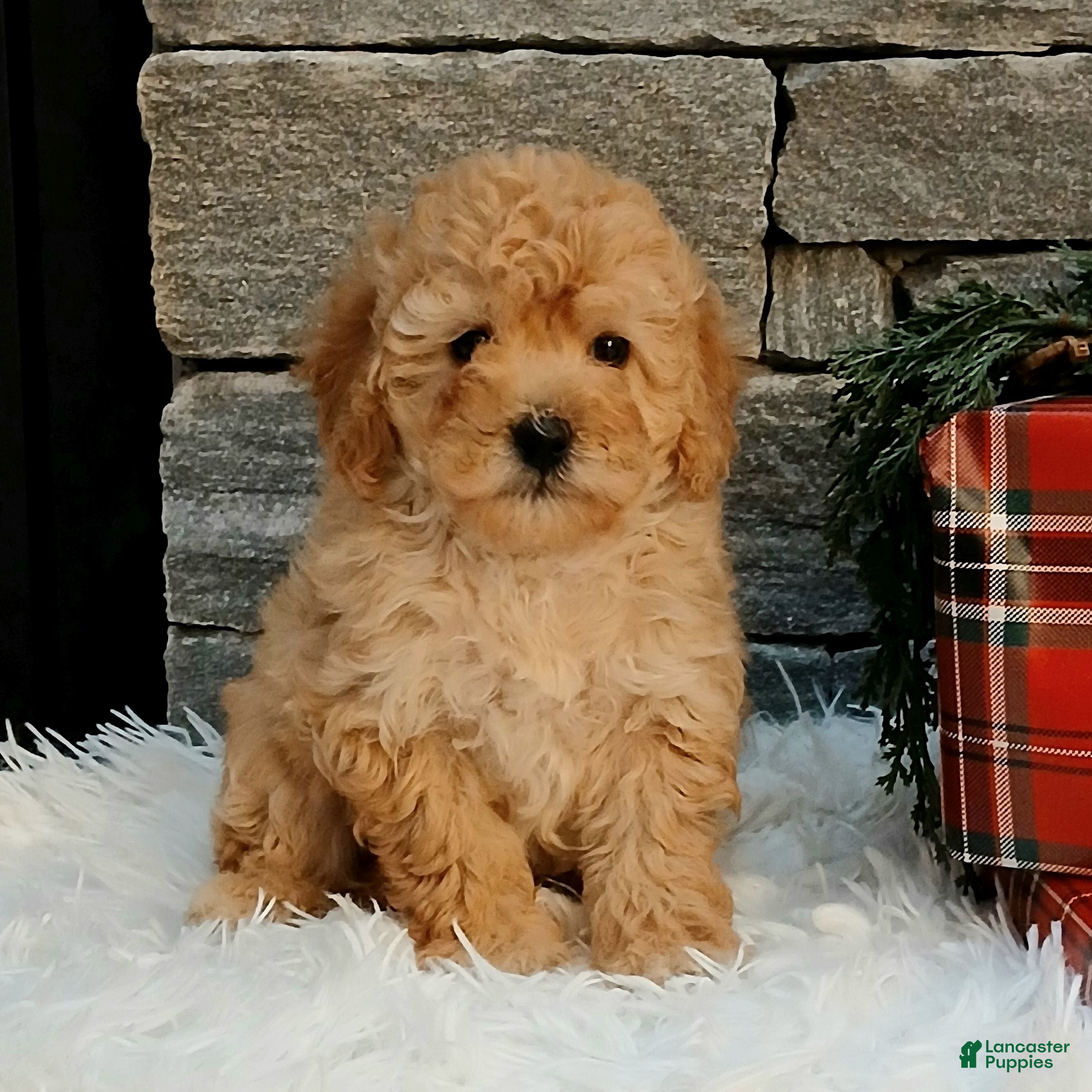 Miniature Poodle dogs Amber  - Ad 36