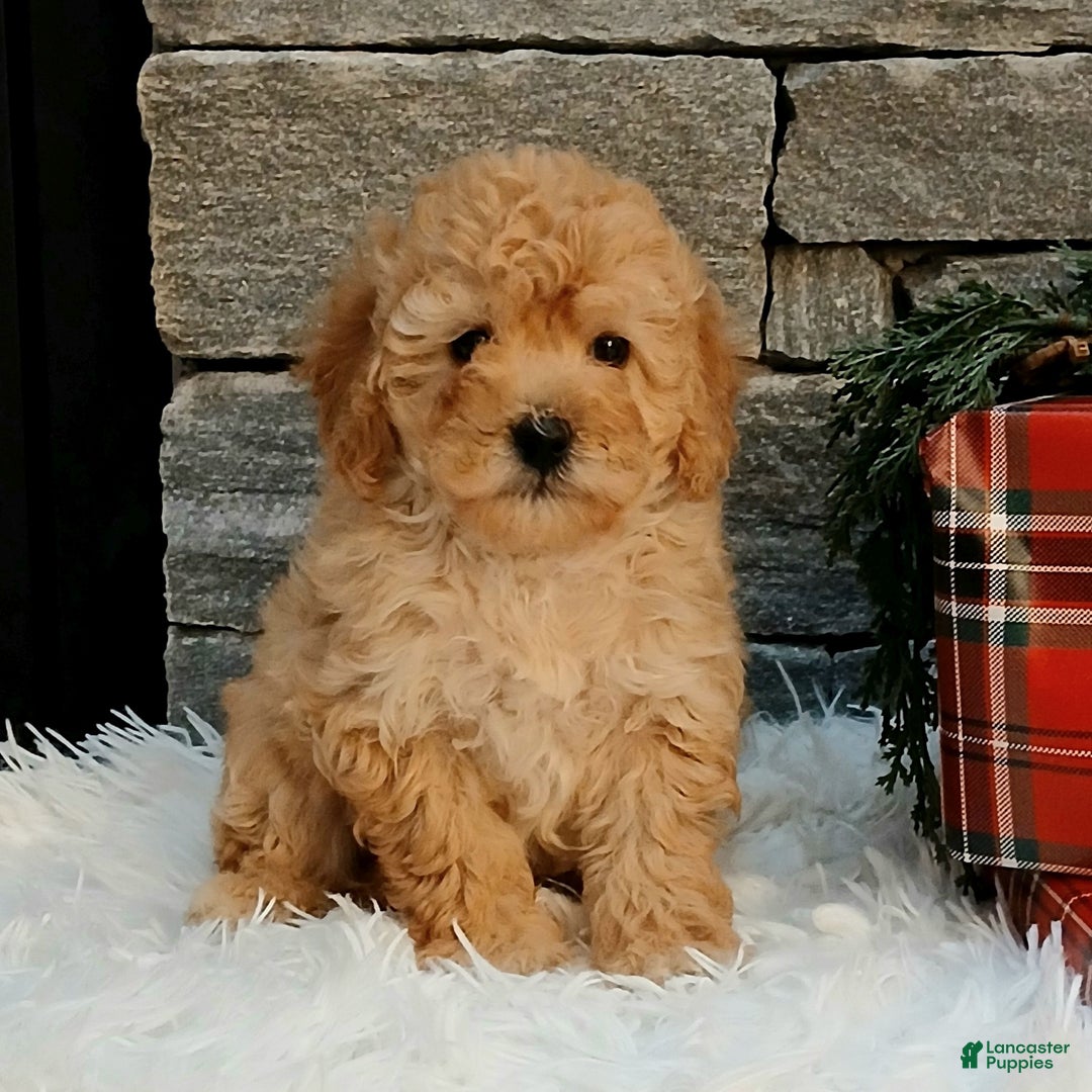 Miniature Poodle dogs for sale: Amber  - Ad 1