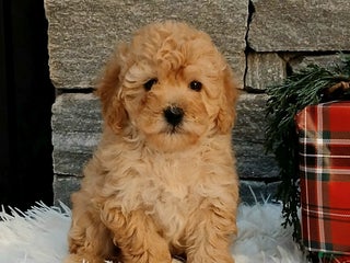 Miniature Poodle dogs Amber - Ad 36