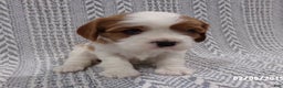 Cavalier King Charles Spaniel dogs for sale: Cavalier King Charles Spaniel Puppy 2 - Ad 2