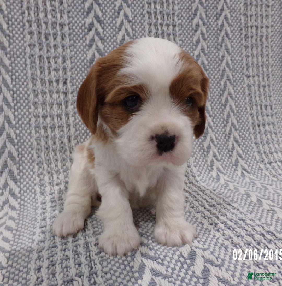 Cavalier King Charles Spaniel dogs for sale: Cavalier King Charles Spaniel Puppy 2 - Ad 2