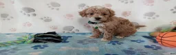 Cockapoo dogs for sale: Snoopy  - Ad 5
