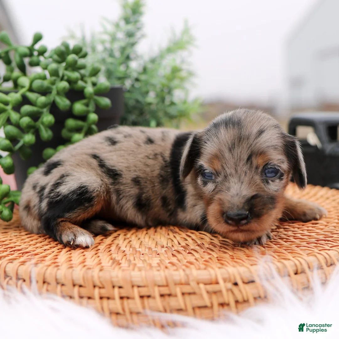 Miniature Dachshund dogs for sale: Princess Miniature Dachshund Puppy  - Ad 1