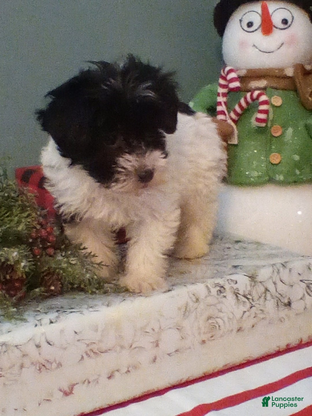 Havapoo dogs for sale: Brodi - Ad 2