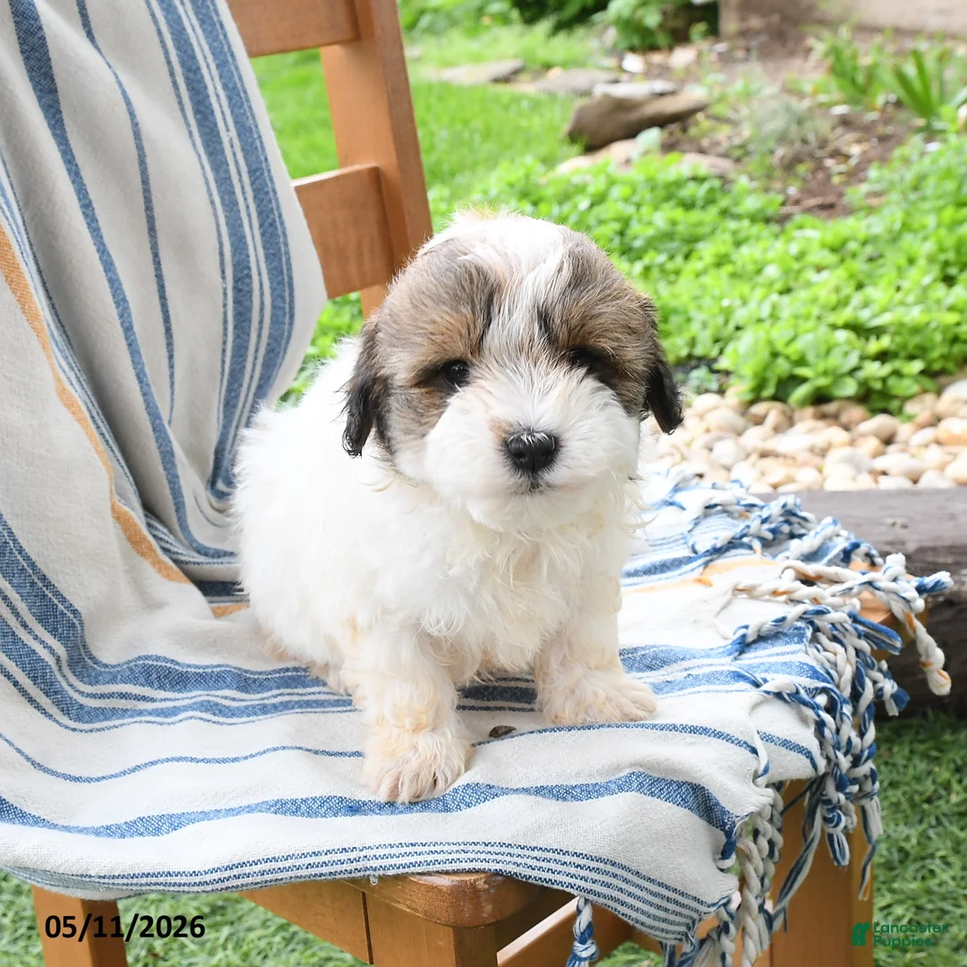 Maltipoo dogs for sale: Sunshine - Ad 2